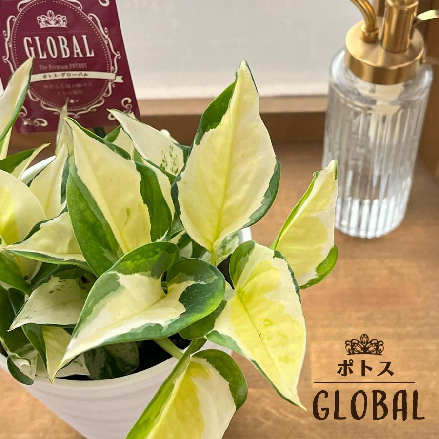 観葉植物 ポトス グローバル 4号鉢 加藤農園さん 送料無料 小型 小さい