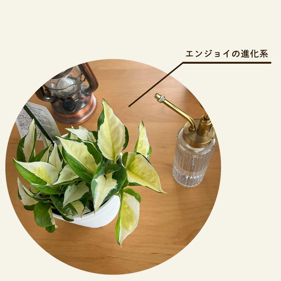 観葉植物 ポトス グローバル 4号鉢 加藤農園さん 送料無料 小型 小さい