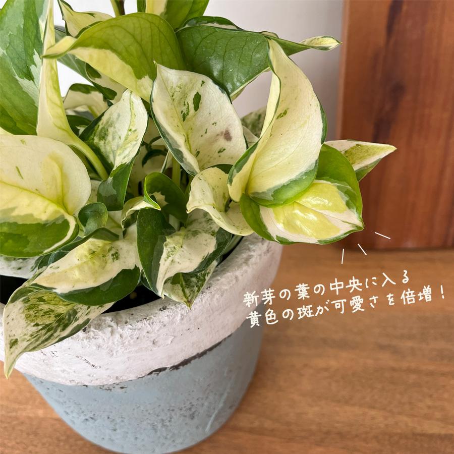 観葉植物 ポトス グローバル 4号鉢 加藤農園さん 送料無料 小型 小さい
