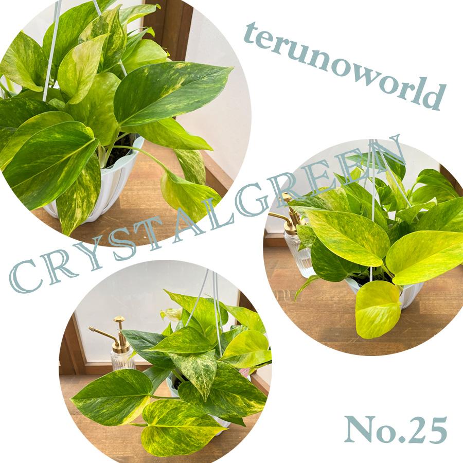 観葉植物 観葉植物 テルノグレース ポトス ハンギング インテリア