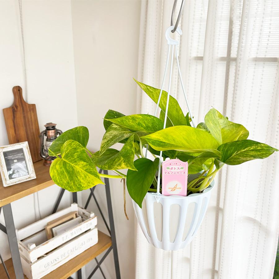 観葉植物 ポトス テルノ No.025 クリスタルグリーン 5号鉢 送料 観葉植物 ポトス テルノ No.025 クリスタルグリーン 5号鉢 送料