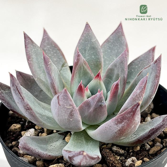 日本花キ流通 多肉植物 skエケベリア ホワイトロビン 多肉植物