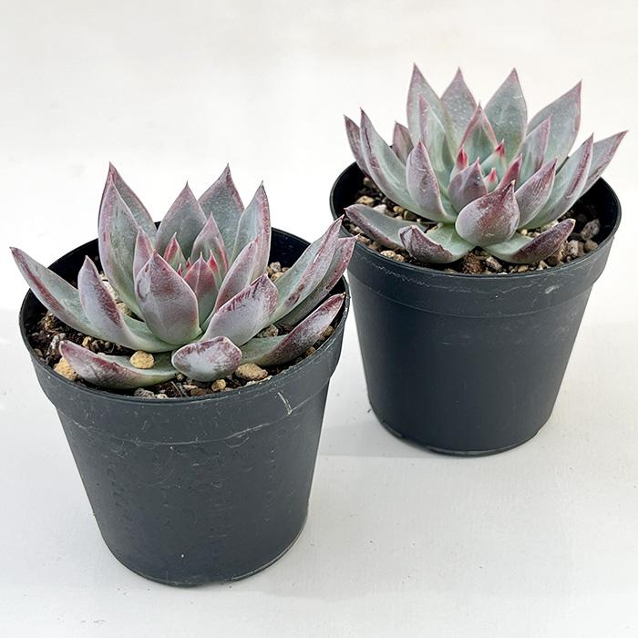 日本花キ流通 多肉植物 skエケベリア ホワイトロビン 多肉植物