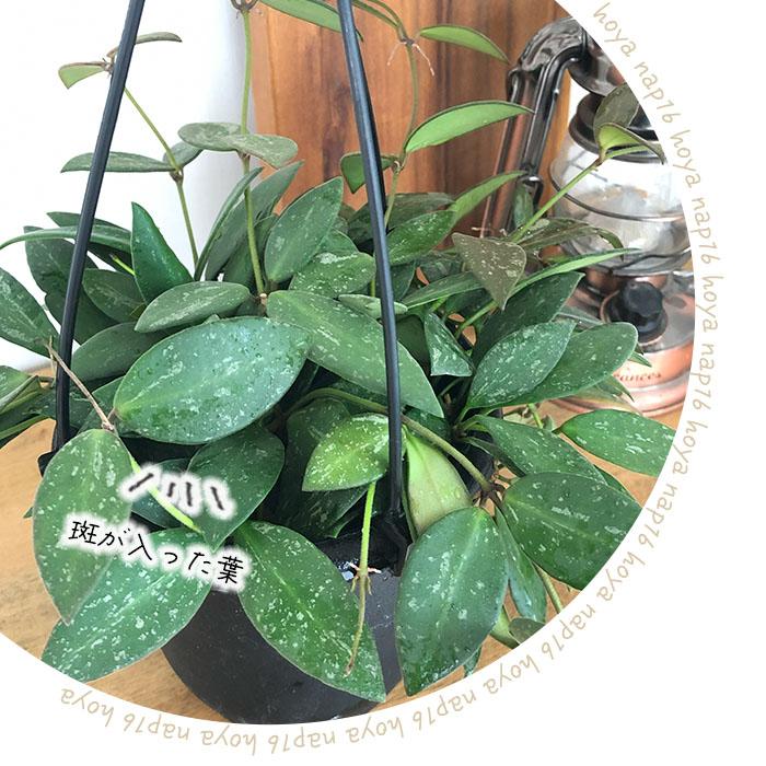 こ*ろ様 観葉植物 吊り鉢 ハンギング 7種アソート バンダ ホヤ こ*