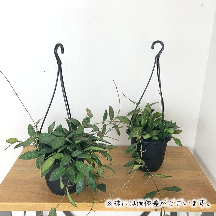日本花キ流通 観葉植物 ホヤ nap16 4号 吊り鉢 吊り下げ ハンギング