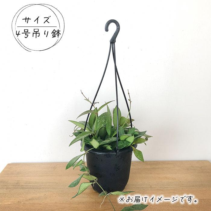 日本花キ流通 予約販売 観葉植物 ホヤ nap16 4号 吊り鉢 吊り下げ