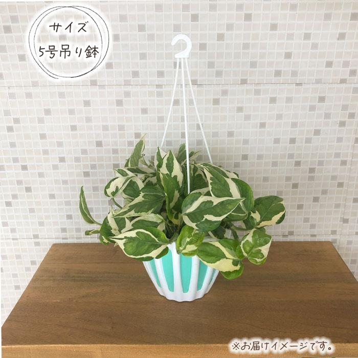 日本花キ流通 観葉植物 ポトス エンジョイ 5号 吊り鉢 送料無料 吊り