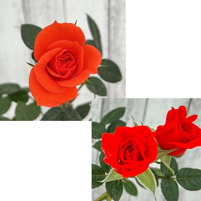 日本花キ流通 予約販売 ミニバラ アブソリュートヒット 3号