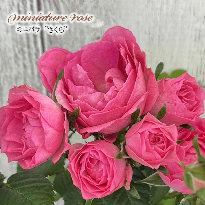 日本花キ流通 予約販売 ミニバラ さくら 3号ポット 四季咲き バラ 薔薇