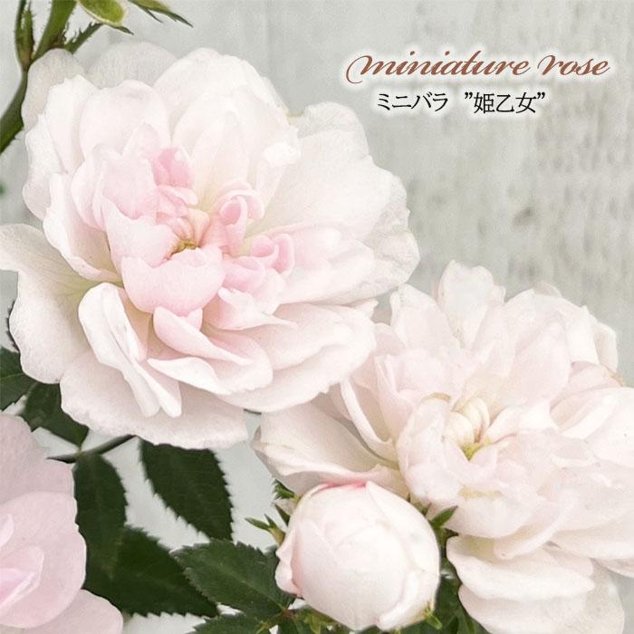 日本花キ流通 予約販売 ミニバラ 姫乙女 3号ポット 四季咲き バラ 薔薇