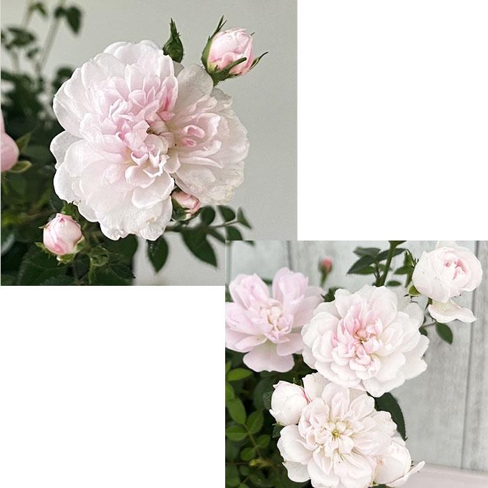 日本花キ流通 予約販売 ミニバラ 姫乙女 3号ポット 四季咲き バラ 薔薇