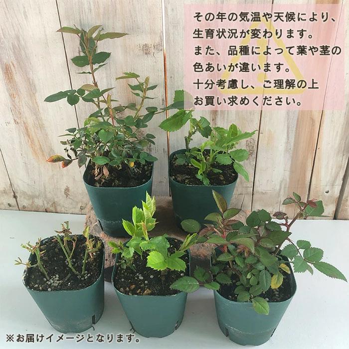 芳香‼️ミニバラ♡ベンムーン♡３号♡2個セット♡ポットごとメルカリ便 芳香ミニ薔薇 ベンムーン【花苗3号ポット売り】｜ 【植物の