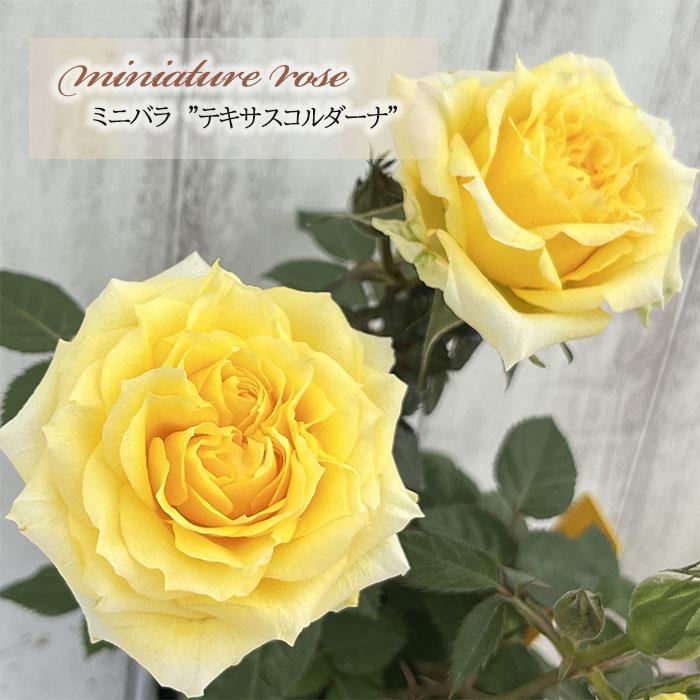 日本花キ流通 予約販売 ミニバラ テキサスコルダーナ 3号ポット