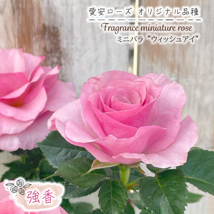 予約販売 ミニバラ ウィッシュアイ 3号ポット 四季咲き 強香
