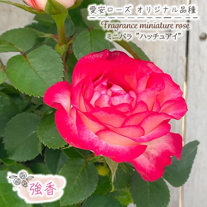 予約販売 ミニバラ ハッチュアイ 3号ポット 四季咲き 強香 香り バラ