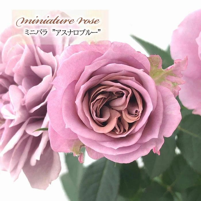 日本花キ流通 予約販売 ミニバラ アスナロブルー 3号ポット 四季咲き