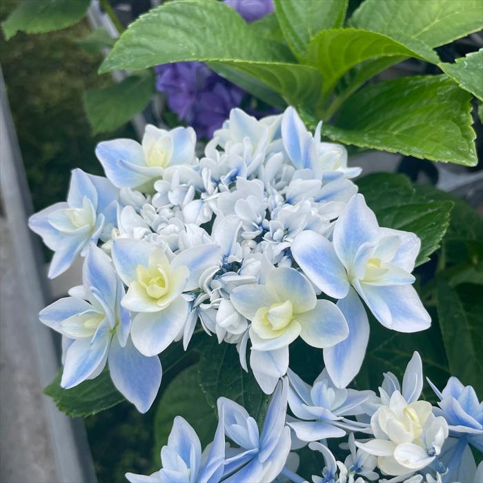 アジサイ エルザ 7.5cmポット 加茂 KAMOセレクション ハイドランジア