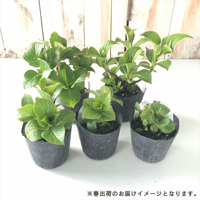 紫陽花苗　色々　１ポット 紫陽花 ガーデンアジサイ 火渡り 5号ポット苗 爆買いweek : 苗木部 花