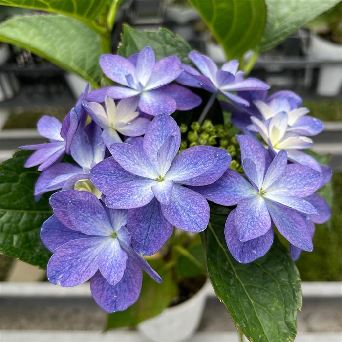 紫陽花 アジサイ ノクターン 7.5cmポット 加茂 KAMOセレクション