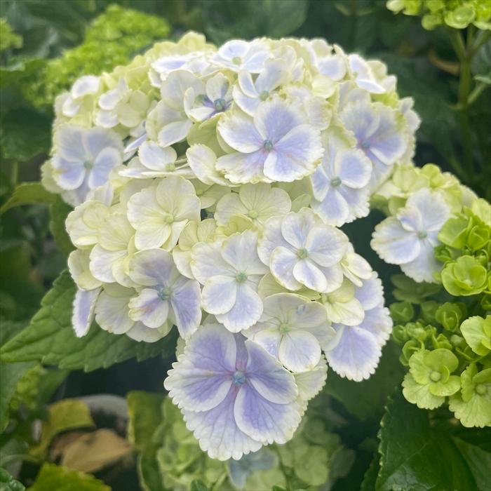 再入荷　希少　紫陽花　アジサイ　エスメラルダ　６号　18 アジサイ：寿（パープル）（4号鉢）新品種 3色咲きアジサイ