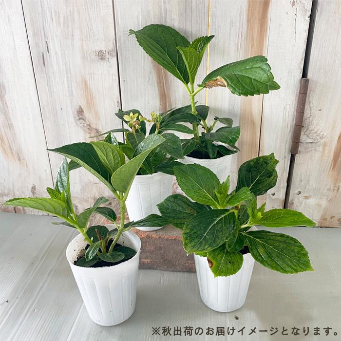 まもなく締め切り】 予約販売 アジサイ パラダイス 7.5cmポット