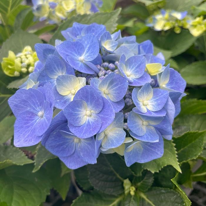 琉球*海花セール　カラフル エアファーン　0529-5 琉球ガラスの海風 オンラインストア ONLINE STORE 工芸 手作り