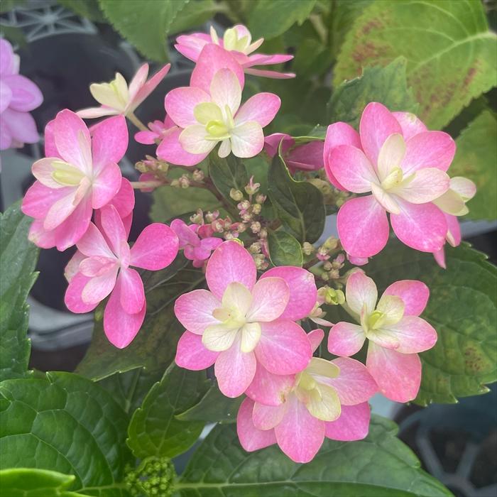 予約販売 アジサイ 彩々 7.5cmポット 登録品種 加茂 KAMO