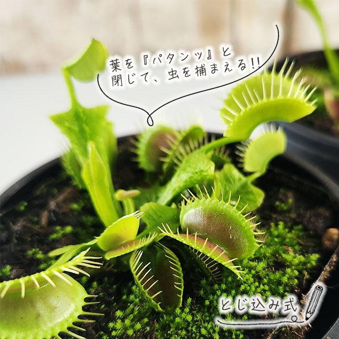 日本花キ流通 食虫植物 ハエトリソウ 卸金 3号鉢 ハエトリグサ 水生