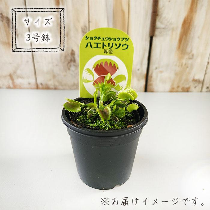 日本花キ流通 食虫植物 ハエトリソウ 卸金 3号鉢 ハエトリグサ 水生