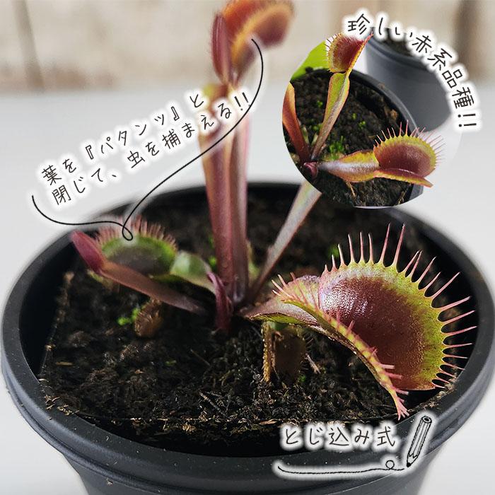 日本花キ流通 食虫植物 ハエトリソウ オールレッド 3号鉢 ハエトリグサ