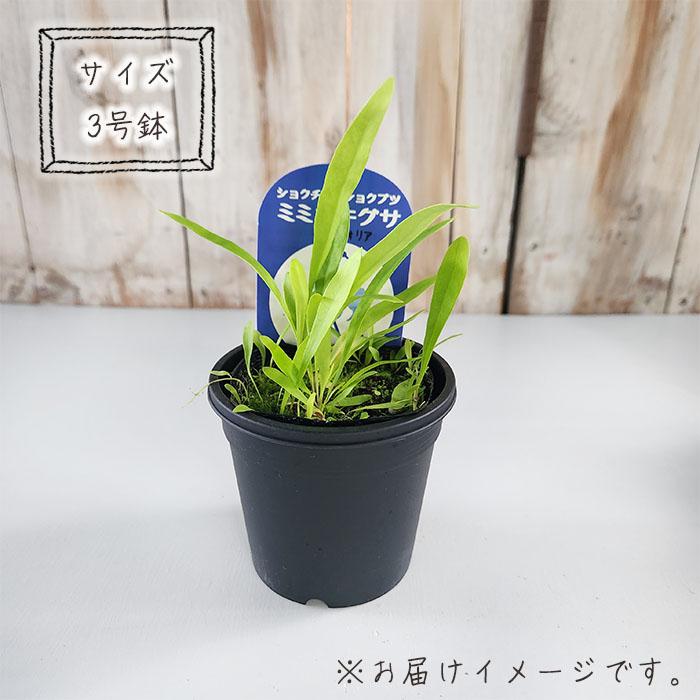 食虫植物 ウトリクラリア タマラセリー ネルンビフォリア　ヤマト発送 食虫植物 ウトリクラリア タマラセリー ネルンビフォリア ヤマト発送