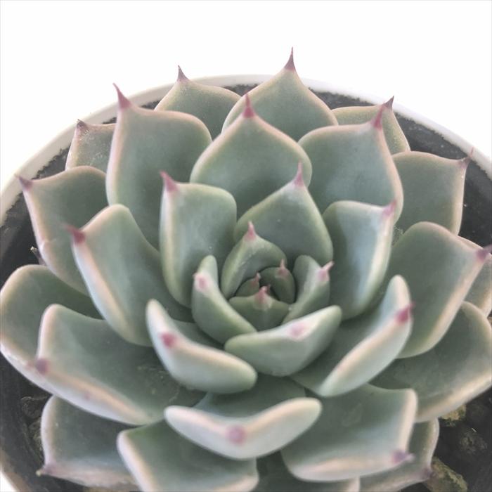 日本花キ流通 多肉植物 hxエケベリア 沙羅姫牡丹×コロラータアテマ