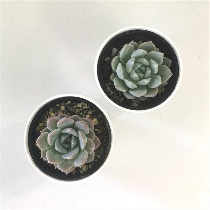 日本花キ流通 多肉植物 hxエケベリア ラパス×ラウリンゼ 多肉植物