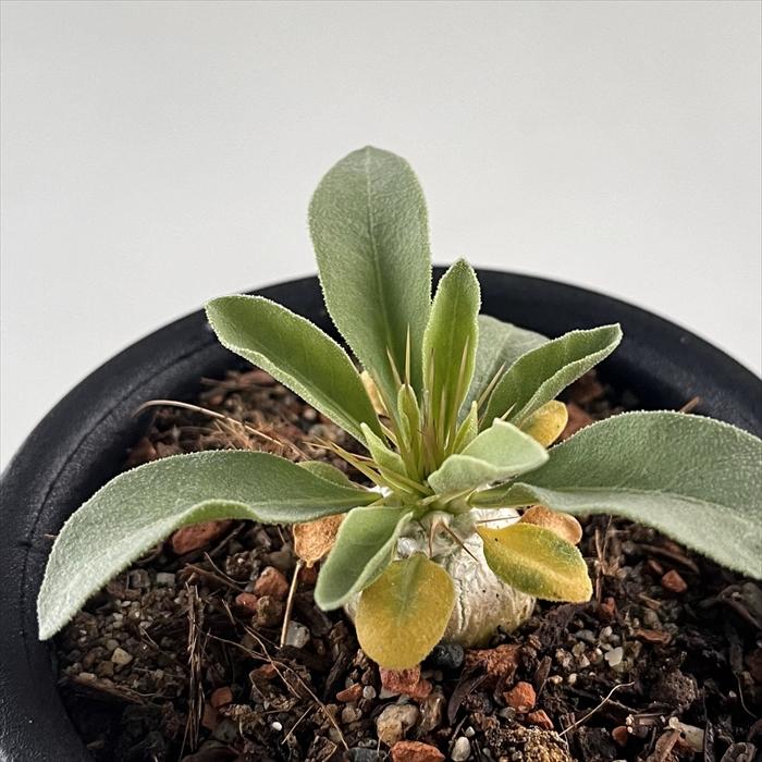 日本花キ流通 多肉植物 caパキポディウム ナマクアナム 光堂 日本花キ流通 多肉植物 caパキポディウム ナマクアナム 光堂