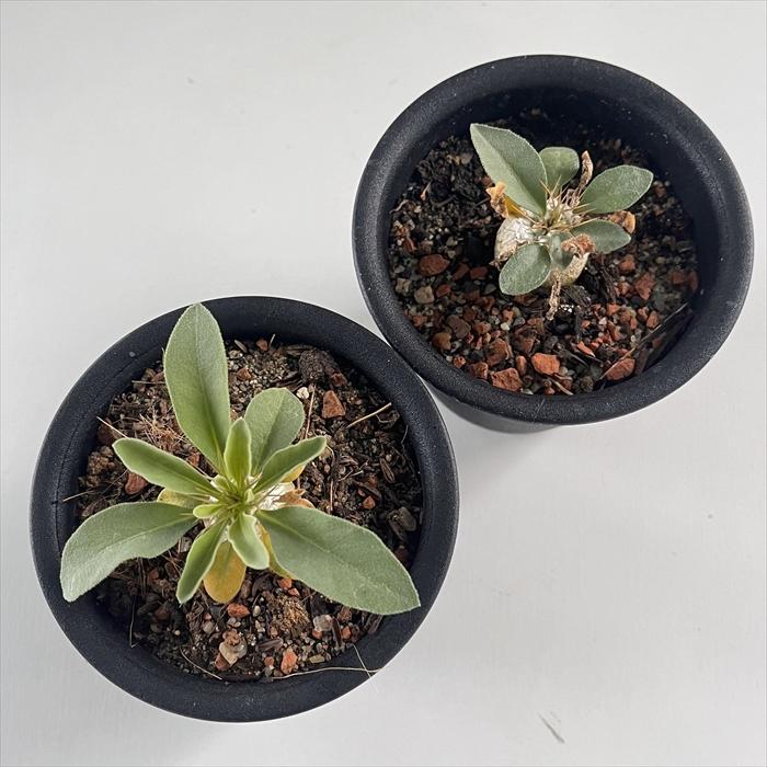 日本花キ流通 多肉植物 caパキポディウム ナマクアナム 光堂 日本花キ流通 多肉植物 caパキポディウム ナマクアナム 光堂