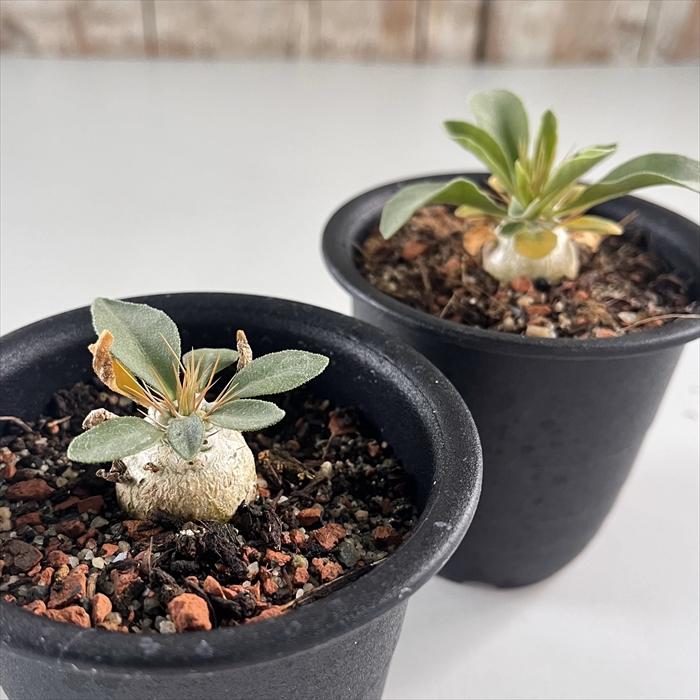 日本花キ流通 多肉植物 caパキポディウム ナマクアナム 光堂 日本花キ流通 多肉植物 caパキポディウム ナマクアナム 光堂