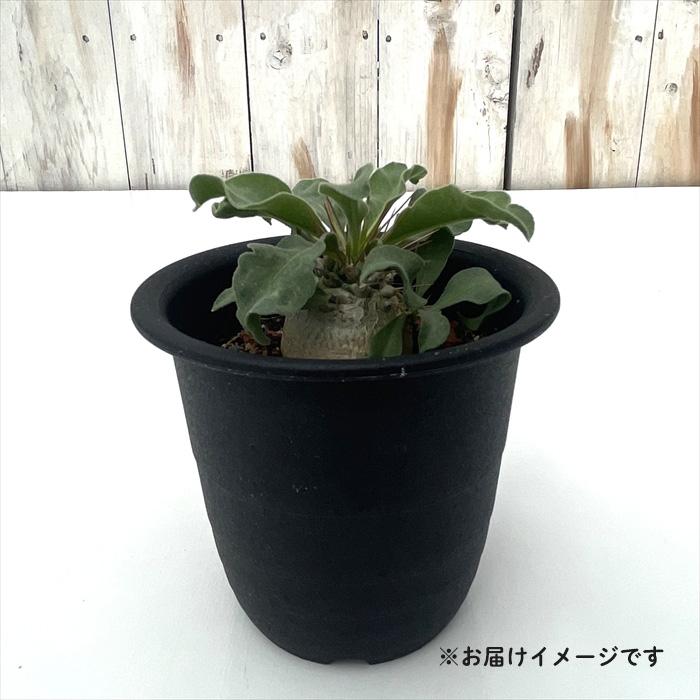 日本花キ流通 多肉植物 caパキポディウム ナマクアナム 光堂