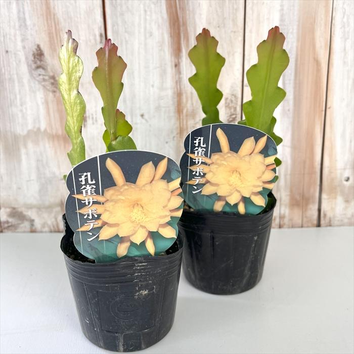 日本花キ流通 観葉植物 クジャクサボテン イエロー系 9cmポット