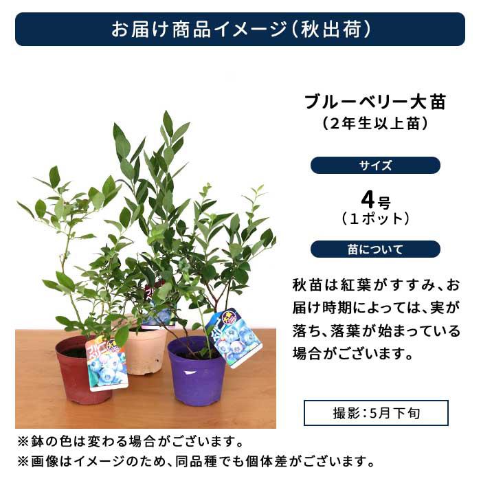 日本花キ流通 予約販売 選べるブルーベリー苗 ノーザンハイブッシュ系