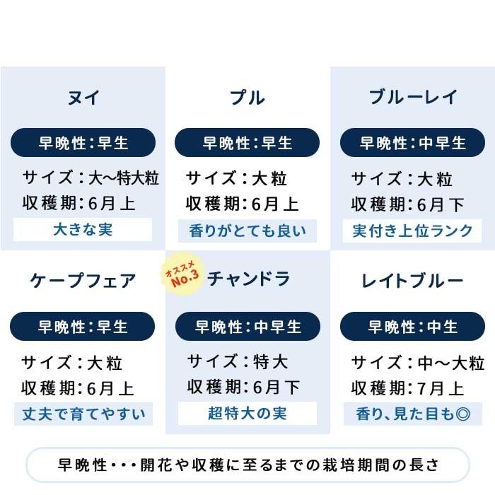 日本花キ流通 予約販売 選べる14品種 ブルーベリー 苗 ノーザンハイ