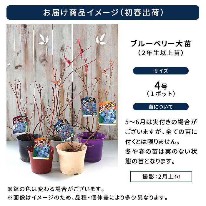 日本花キ流通 予約販売 選べるブルーベリー苗 ラビットアイ系 4号鉢 2