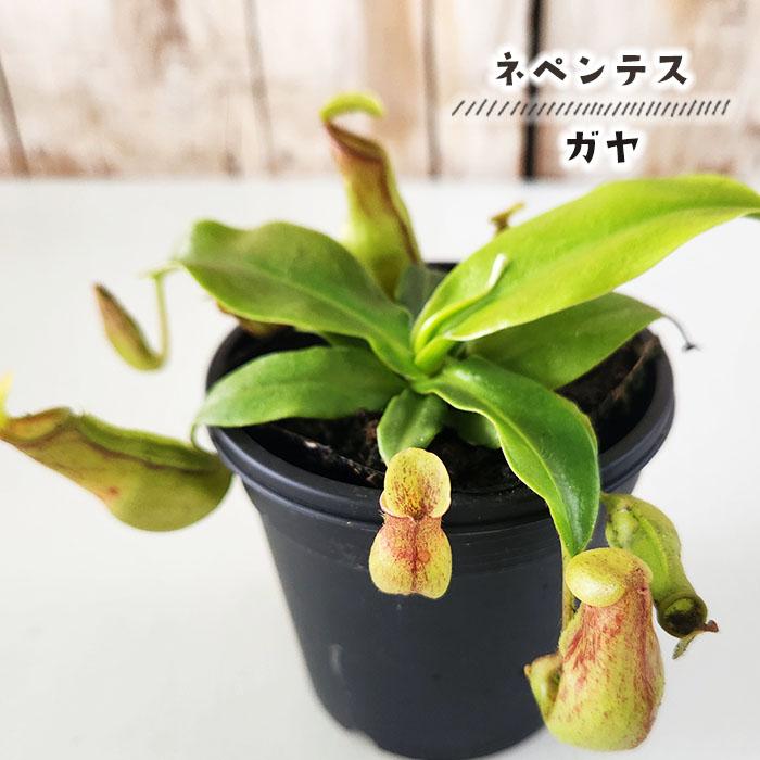 日本花キ流通 食虫植物 ネペンテス ガヤ ウツボカズラ Gaya 3号鉢 食虫