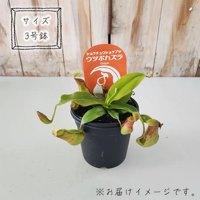 日本花キ流通 食虫植物 ネペンテス ガヤ ウツボカズラ Gaya 3号鉢 食虫