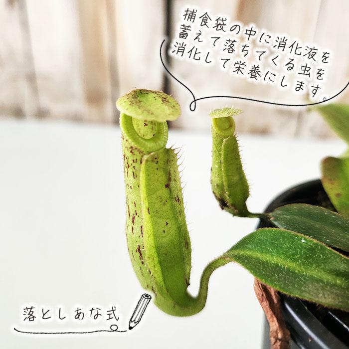 イ*キ様 ウツボカズラ ネペンテス N.アリストロキオイデス