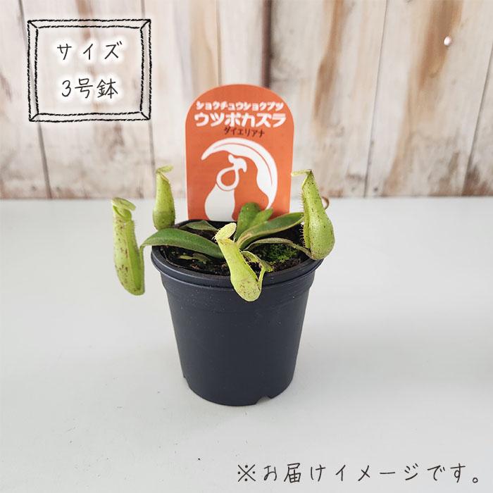 日本花キ流通 食虫植物 ネペンテス ダイエリアナ ウツボカズラ 3号鉢
