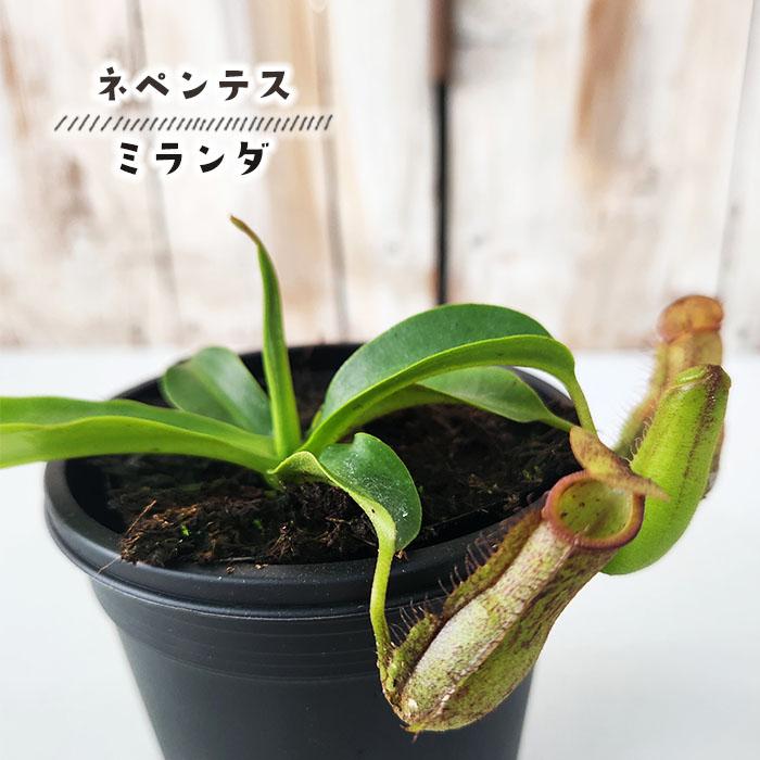 日本花キ流通 食虫植物 ネペンテス ミランダ ウツボカズラ 3号鉢 食虫