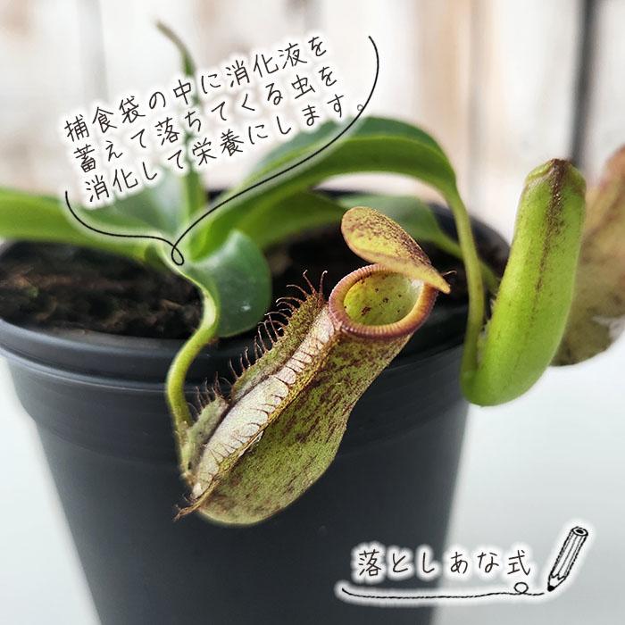 日本花キ流通 食虫植物 ネペンテス ミランダ ウツボカズラ 3号鉢 食虫