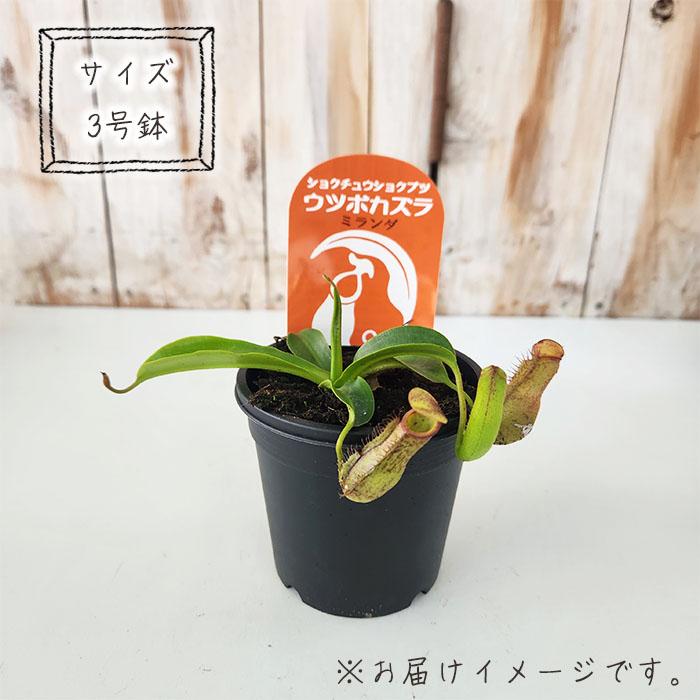 食虫植物　ミランダ 日本花キ流通 食虫植物 ネペンテス ミランダ ウツボカズラ 3号鉢 食虫