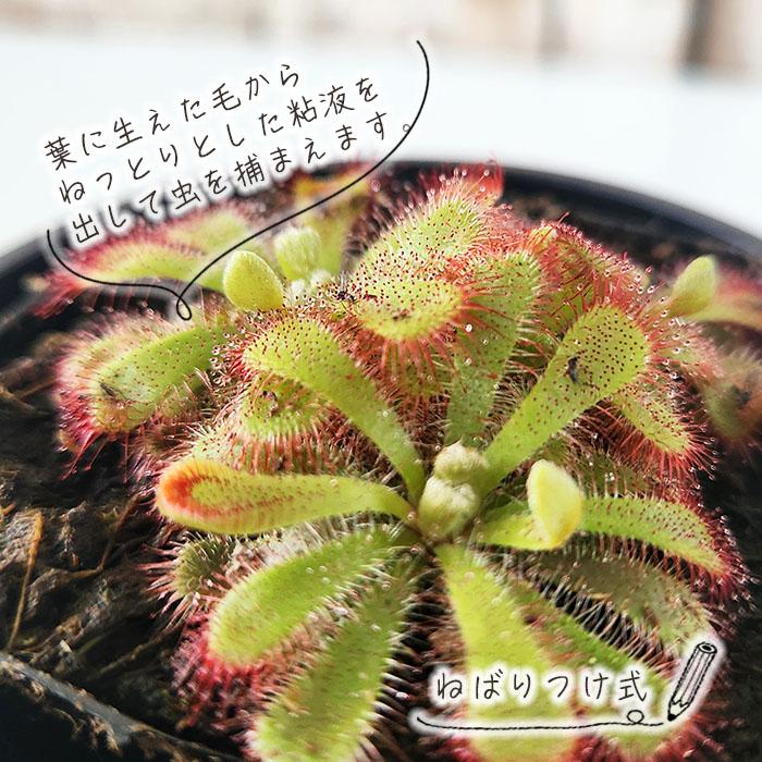 日本花キ流通 食虫植物 モウセンゴケ アリキアエ ドロセラ 3号鉢 水生
