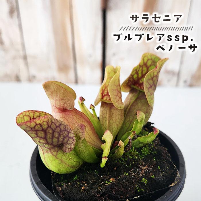 日本花キ流通 食虫植物 サラセニア プルプレアssp.ベノーサ 3号鉢 水生